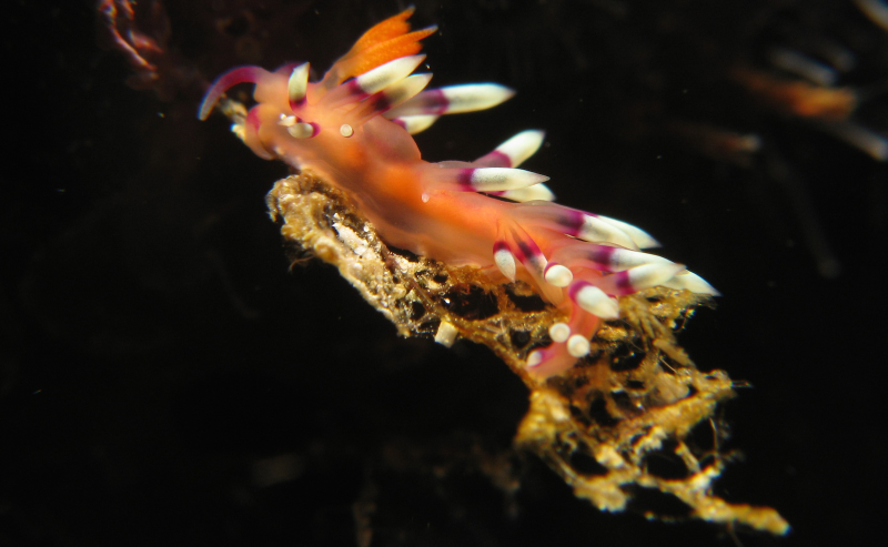 Illustration for article titled Striking Photographs Of Sea Slugs Expose The Alien World Under the Sea